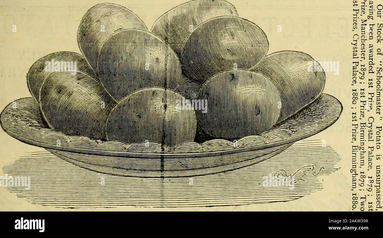 Die Gärtner' Chronik: Eine wöchentliche Illustrierte Zeitschrift über Gartenbau und verwandte Themen. Ition, 1880. H, & Söhne haben mehr getan, die petunie Thanany. - Gardetters Magazin zu verbessern. OuK Spezialität seit über 25 Jahren. Saatgut - beaiing Pflanzen von Lo ausgewählt. oco-jährlich. Blumen groß und von großer Substanz. Farben reine und klare Umrisse. Gewohnheit kurz- Gelenkwelle und buschig. Der feinsten Sorte in der Welt. Liste der Referenzen post-frei. SingU Saatgut ist, ptr versiegelten Paket; DZ^3 J. dd. HENDER & Söhne, Babysitting-Service. Plymoutli. A. M. C. JONGKINDT CONINCK BITTET ZU BIETEN große Mengen, im Lo Stockfoto