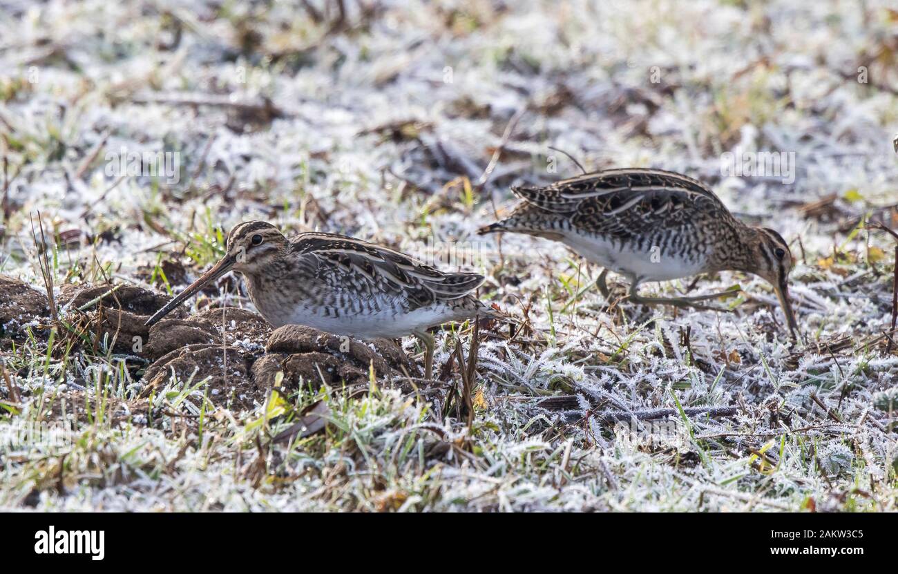 Seitenansicht nah oben, britische Schnepfenvögel (Gallinago gallinago) zwei zusammen isoliert im Freien bei Winterfrost, pekkiert in gefrorenem Boden mit langem Schnabelschnabel. Stockfoto