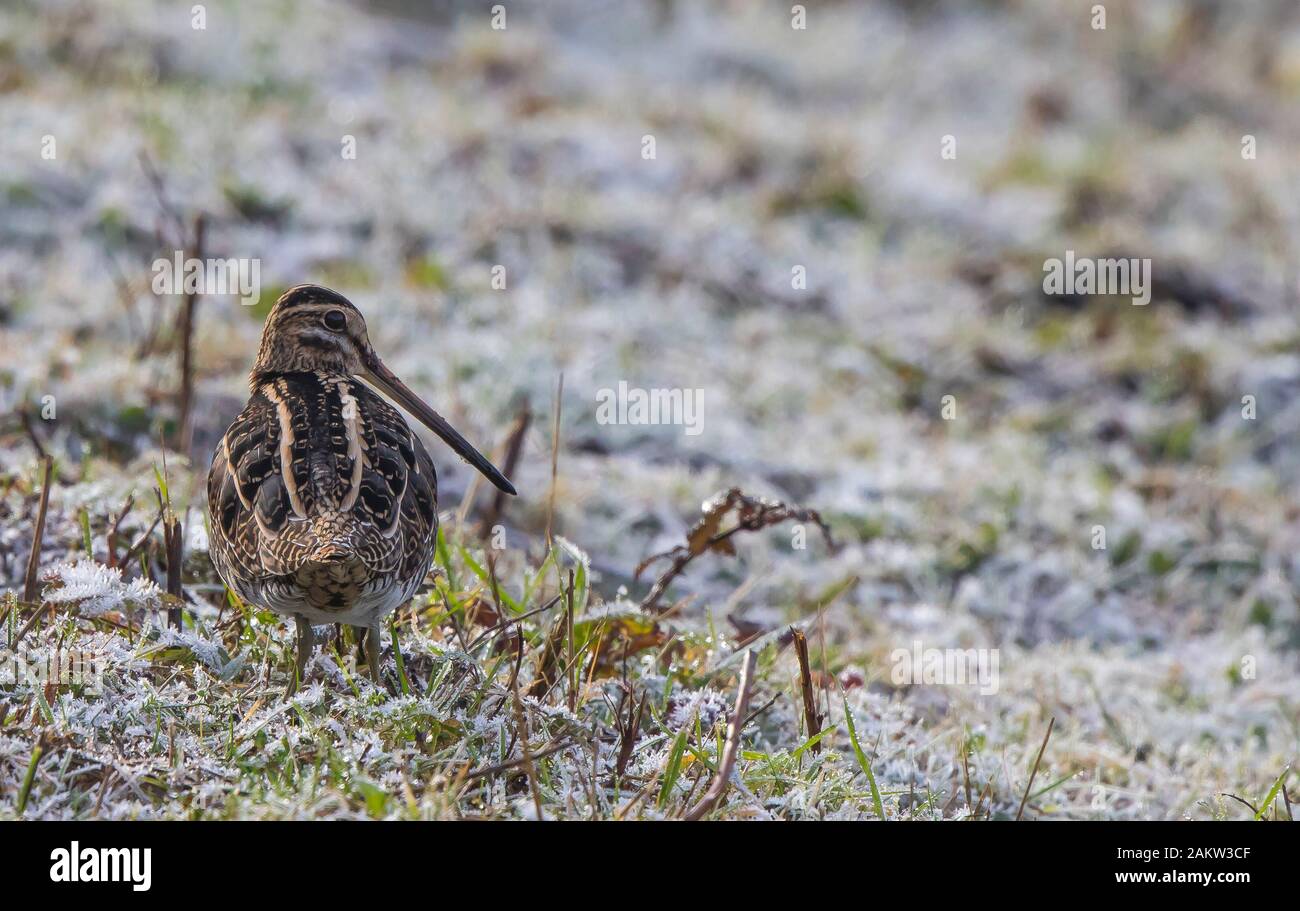 Ansicht von hinten in der Nähe von Großbritannien snipe Vogel (Gallinago gallinago) isoliert im Winter Frost, stehend auf gefrorenem Boden. Hinter Snipe; Lange snipe Schnabel. Stockfoto