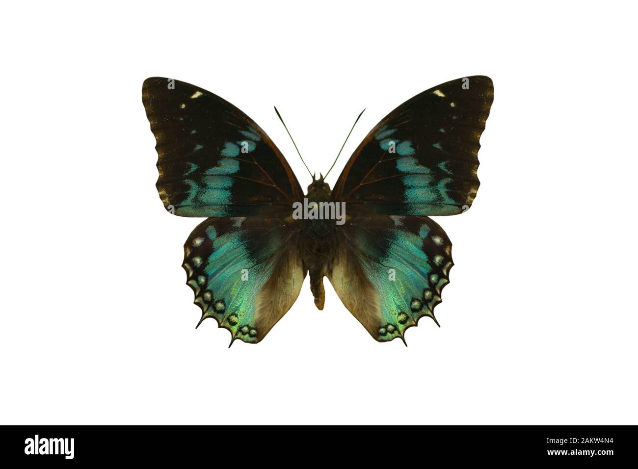 Farbe schöner Schmetterling fliegen, auf weissem isoliert Stockfoto