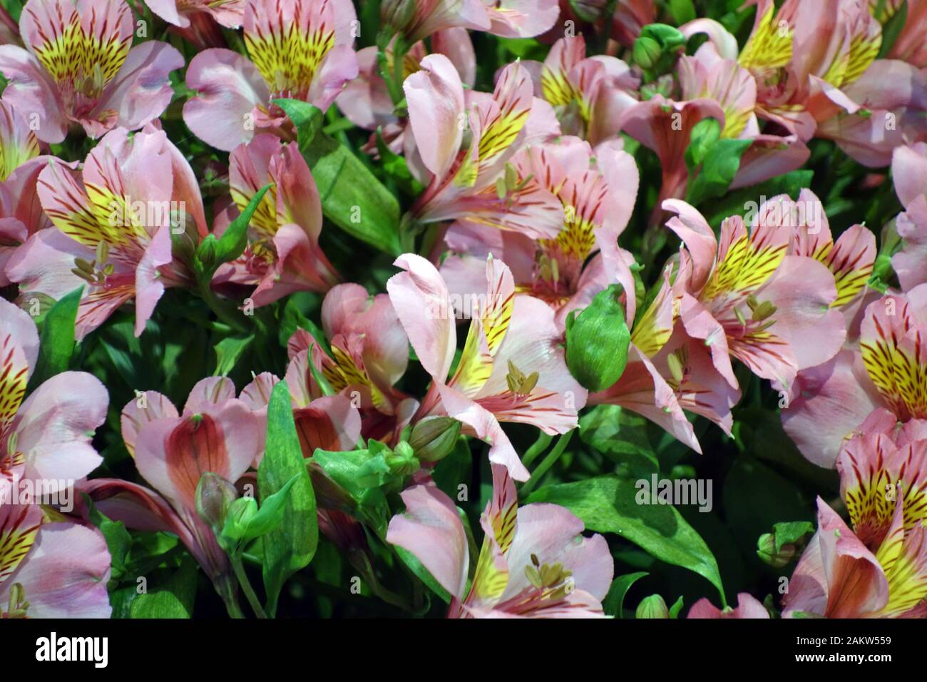 Lachsrosa Alstroemeria "Charm" (peruanische Lilie) Blumen auf der Harrogate Spring Flower Show. Yorkshire, England, Großbritannien. Stockfoto