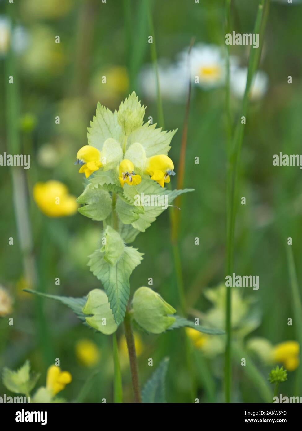 Nahaufnahme der Rüsselblüte, Rhinantus alectorolophus Stockfoto