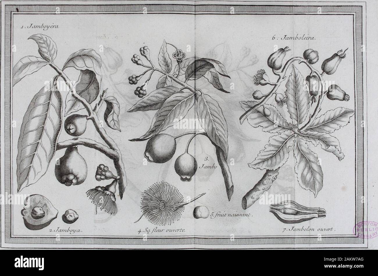 Histoire générale des Voyages, ou, nouvelle collection de toutes les Relations de Voyages par Mer et par terreposées sur les Beobachtungen les plus autentiques... . À meurir au mois de Janvier, Se leur faifon Dure jufquen Avril, ir-JamWeira Le Jambokira eft un Arbre fmvage; qui a Les feuilles du Limonier, Se&: les Ja. in der Nbv-^ le Obst ont, nommé Jambolon, eft fort eftimé des Indiens. Il pend Aux 111 1 1 5 Zweige, comme nos Cerifes Se nos Oliven. Il a la couleur rouge de l une, avec la Abbildung Se le noyau de Lautre. Lufage des Indes eft de le Manger aufel. Mais il ne saccommode Punkt au Palais Stockfoto