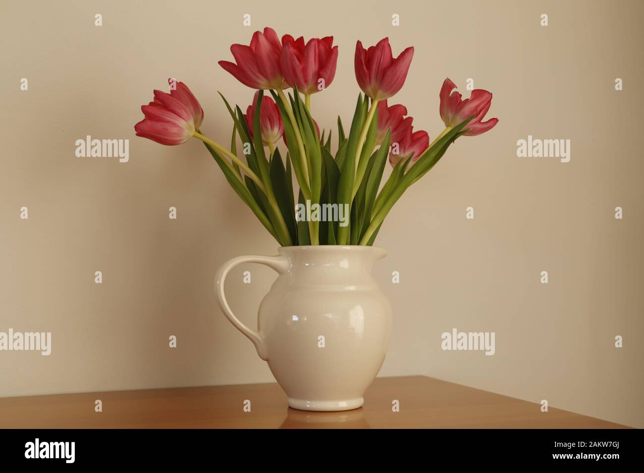Tulpen eine schöne Frühlingsblume Stockfoto