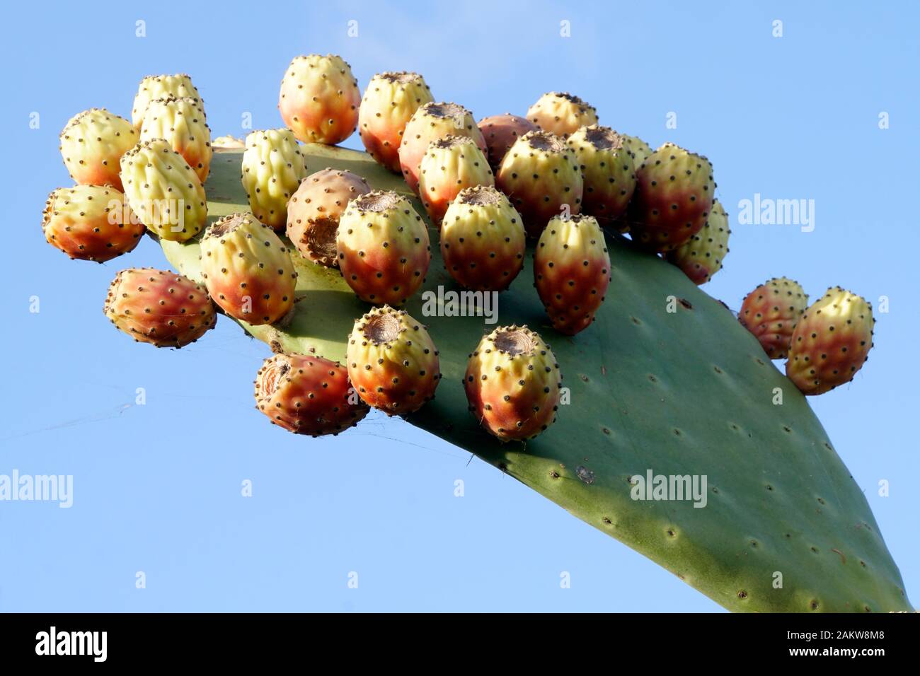 Kaktusfeige Stockfotos und -bilder Kaufen - Alamy