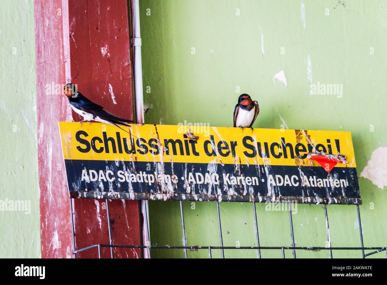 Urban Birds Scheune Schwalbe Hirundo rustica sitzend auf Anzeige Firma ADAC Germany Europe Uban Bird Wild Urban Animals Schwalben hoch oben stehend Stockfoto