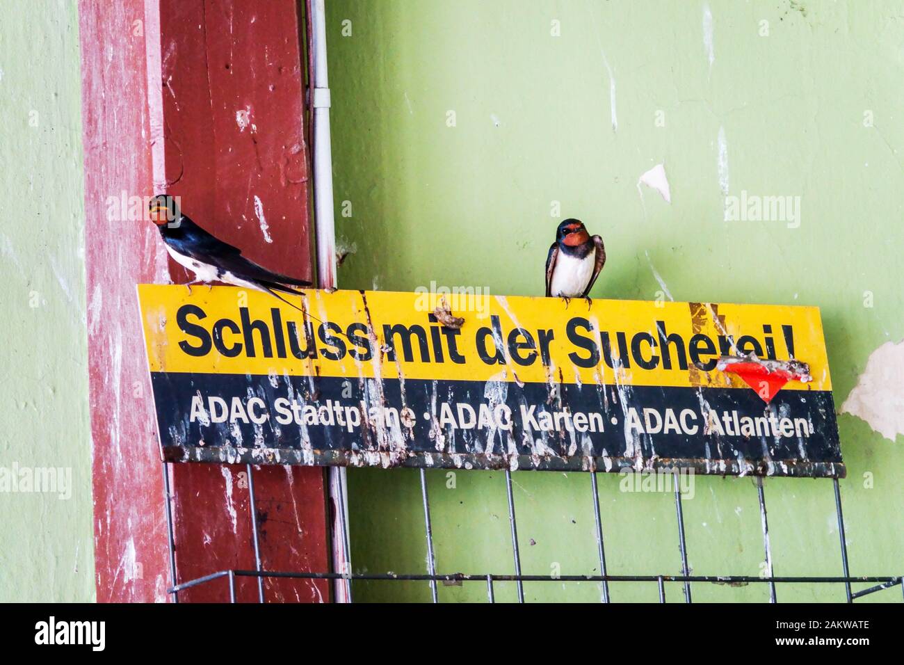 Urban Birds Stall Schwalbe Hirundo rustica sitzend auf der Anzeige Firma ADAC Germany Europe Urban Bird Wild Urban Animals Schwalben hoch oben stehend Stockfoto