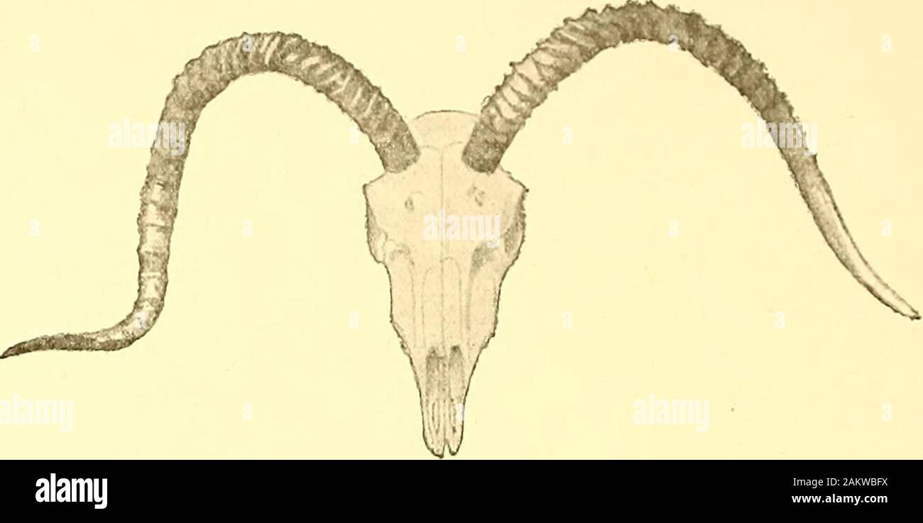 Das Buch von Antilopen. Hörner von Schwarz-Buck, S • (In der Sammlung von Herrn A. 0. Hume.), die zu den herrlichen Sammlung dieser Objekte vorgestellt dem BritishMuseum durch Herrn A. O. Hume, C.B. Um die großen Abmessungen schriftmedium die Hörner der Männchen schwarz-buck erreichen in Eajpootana andHumana wir eine Zeichnung (Bild geben. 45) Eine schöne Paar noch im Besitz ofMr. Hume, die eine Länge von nicht weniger als 28 j Zoll im astraight Linie gemessen erreicht. Auf der langen Liste der Dimensionen der Hörner von 14 diese Antilope in Herrn Rowland Stationen Aufzeichnungen der Bi veröffentlicht unter Bezugnahme Stockfoto