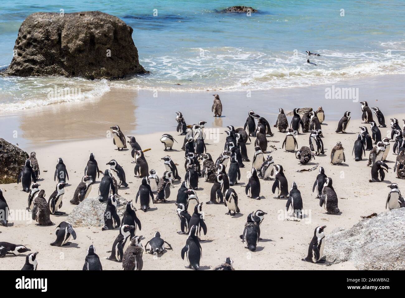 Afrikanische Pinguine haben Strandspaß am Boulders Beach in Südafrika Stockfoto