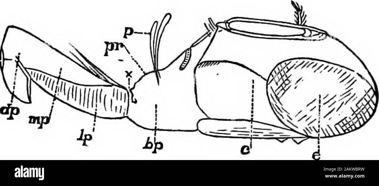 Die erste Lektion in der Zoologie: für den Einsatz in Schulen angepasst. Abb. 118.-Rüssel des Hauses - fliegen. Ein ^-Ansicht von Rechts; S, Ansicht der samefrom oben; C, semi-Rohre tracheee ofJts false;^ein Zahn; jP, Anordnung ofteeth zwischen Wurzeln von falschen Tracheae. In^ Undb, Z, labellum: o, operculum; p, palps;/, Drehpunkt; m, mentum. (Vergrößert.) - nach Macloskie. Wenn mit Schweiß bedeckt, Es unhends seinen Rüssel, erweitert, und die breiten Knopf - wie Ende teilt sich in twoflat, muskulös Blätter {B I), die somit bilden ein breites Sucker -. Fio. 119.-Kopf und Rüssel der Blow-fliegen. e, Auge; c, Schädel; 6 j), basipro Stockfoto