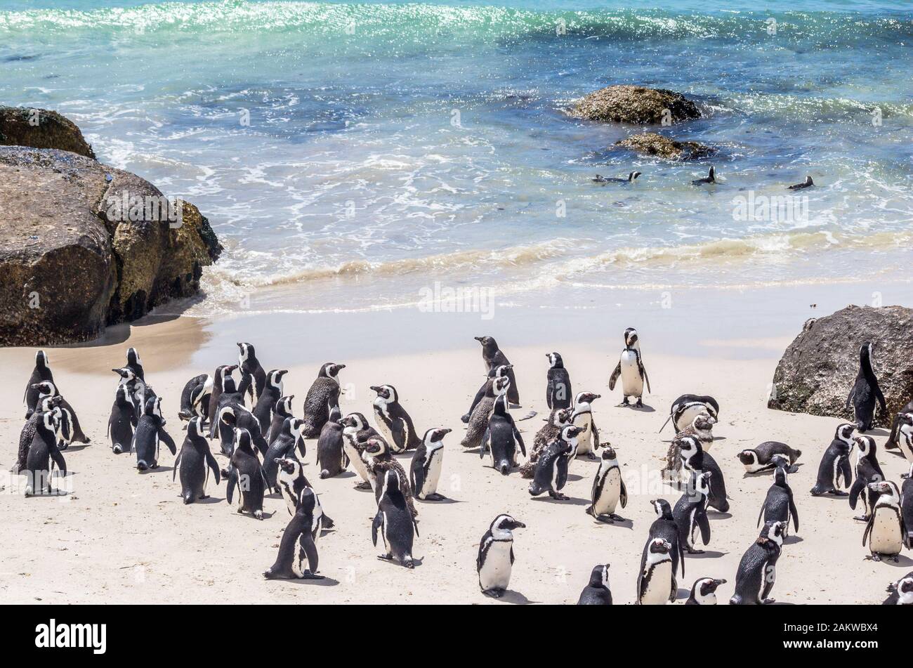Afrikanische Pinguine, auch als Kappinguine bekannt, die am Boulders Beach in Südafrika Strandspaß haben Stockfoto