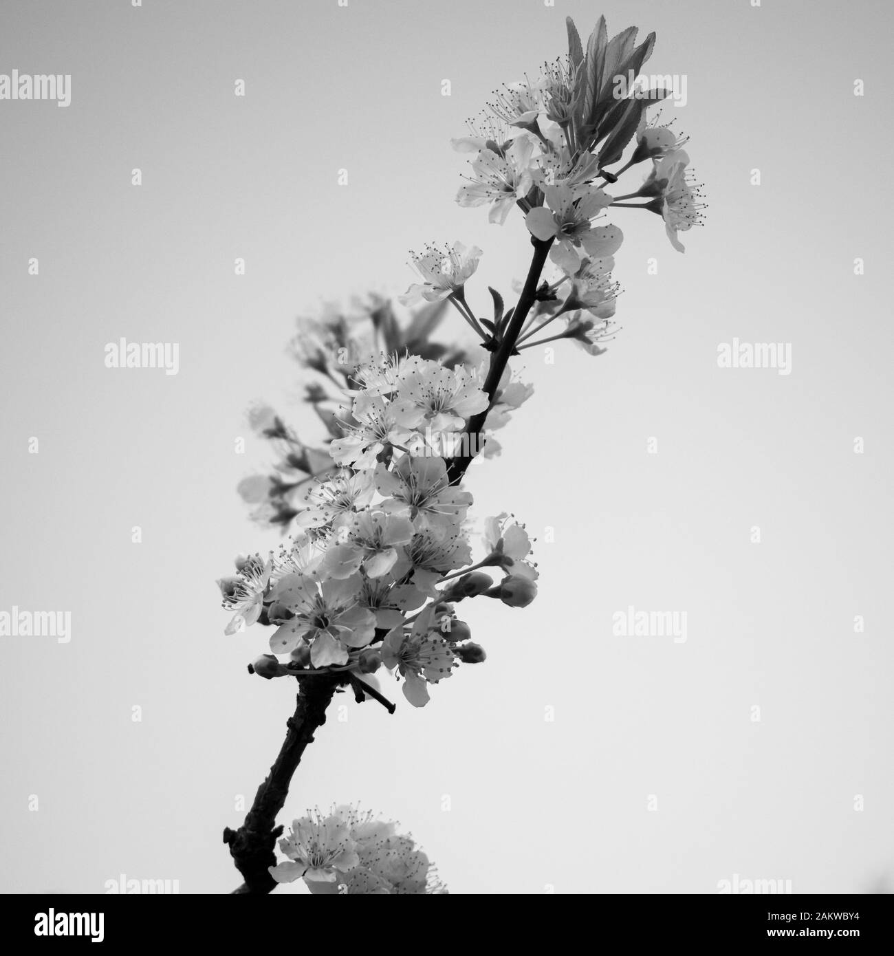 Blütenender Mandelbaum verzweigt in Schwarzweiß Stockfoto