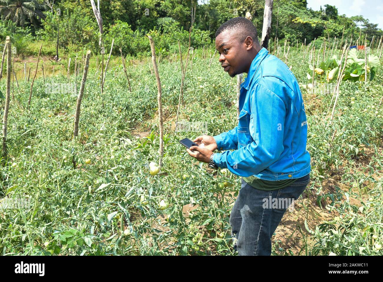 Yaoundé, Kamerun. 6. Dezember, 2019. Landry Doko Mitbegründer Agrix Tech, eine mobile Anwendung, die erkennt Pflanzenkrankheiten an primären Phase durch die Analyse von Fotos der kranken Pflanzen, ist das Feld in Dibombari, Kamerun, Dez. 6, 2019 gesehen. Gehen mit 'Feature: in Kamerun start-ups entwickeln mobile App für die Landwirte vor Ort 'Credit: Jean Pierre Kepseu/Xinhua/Alamy Live Nachrichten Hilfe Stockfoto