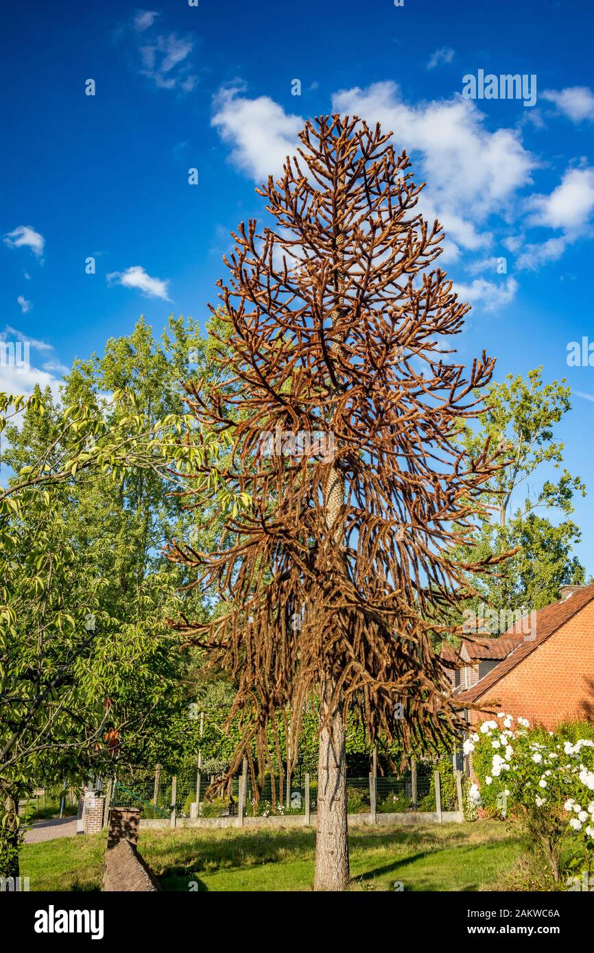 Seltsamer großer Kiefernbaum mit allen braunen Nadeln wächst in einem Hof in Belgien. Wunderbarer Spätsommer sonniger Tag, Reisefotografie, Straßenblick, Europa Stockfoto