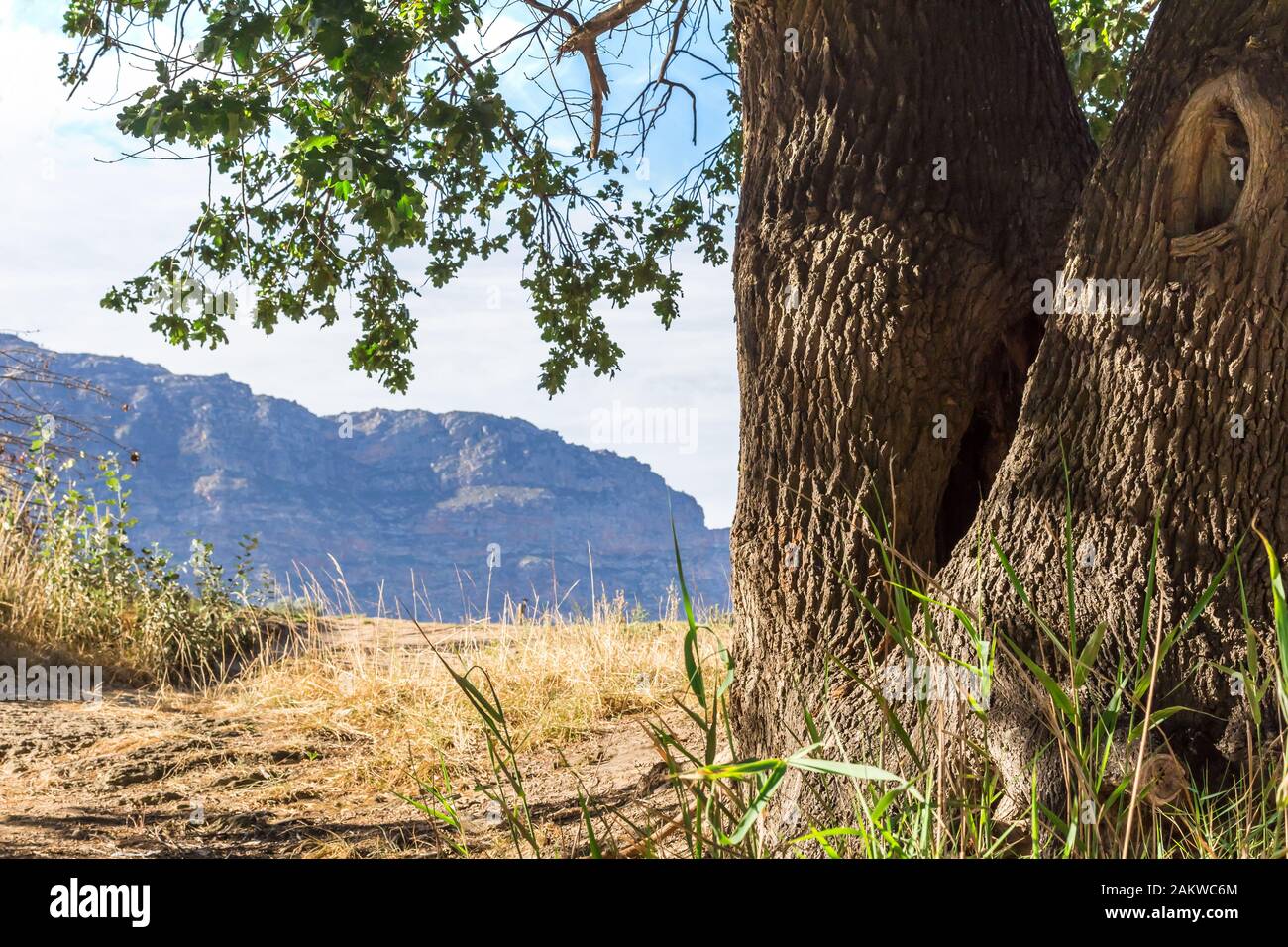 Alte alte Eiche in der Nähe von Barrydale, Südafrika mit Berg im Hintergrund Stockfoto