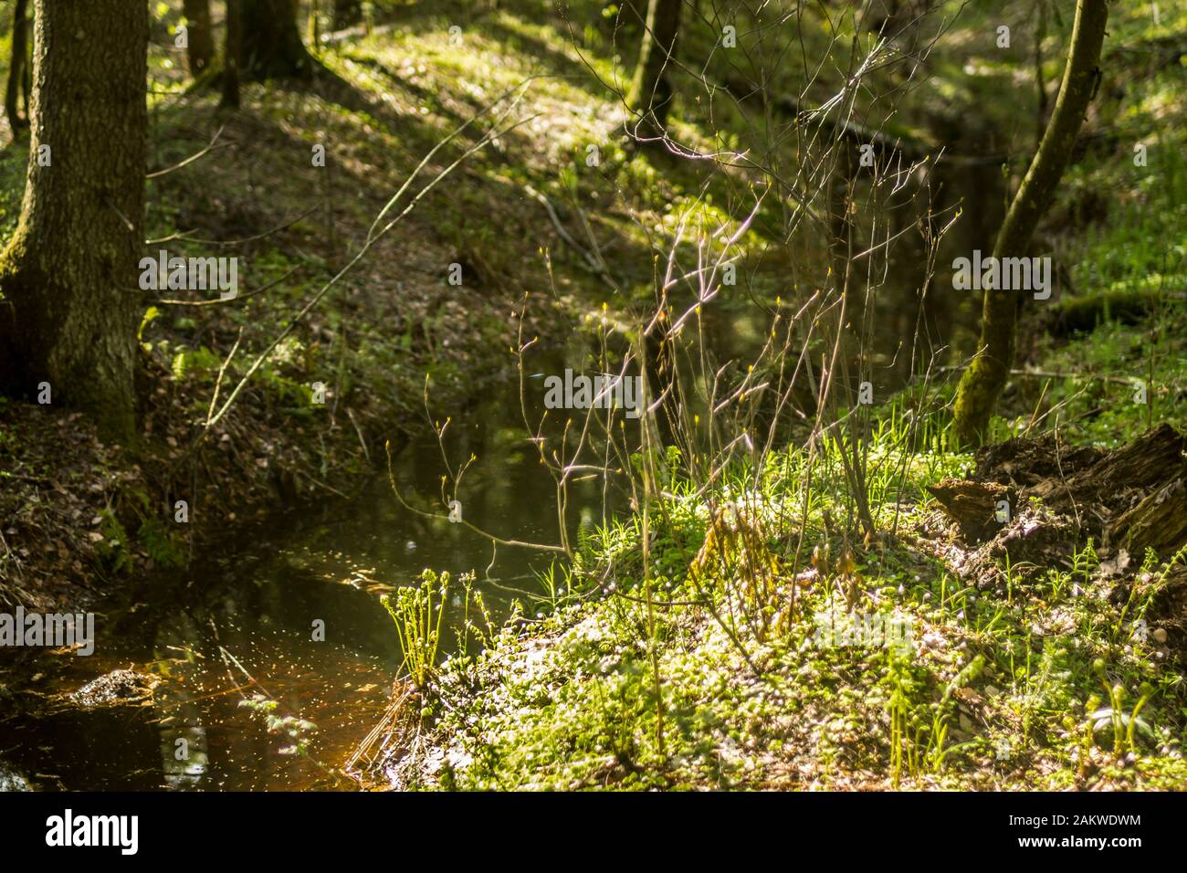 Frühlings-Taiga. Entlang der Bachufer wachsen Jungrasen und Pflanzen. Ein guter Hintergrund für ein Gelände über Wald, Park, Pflanzen, Reisen und die Jahreszeiten. Stockfoto