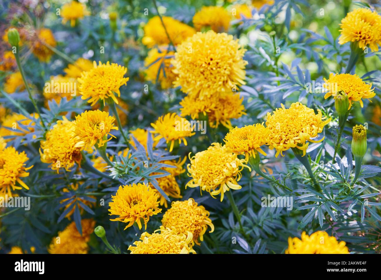 Tagetes erecta, gemeinhin Tagete genannt, eine Art der Familie der Asteraceae. Ringelblume (mexikanische, aztekische oder afrikanische Ringelblume) im Garten. Stockfoto