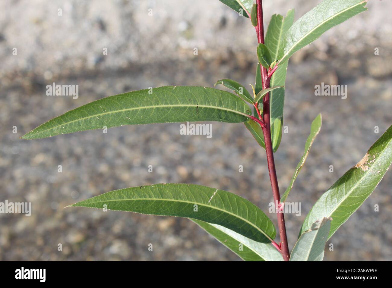 Red Willow, Salix Laevigata, in den Riparien am Mission Creek Preserve heimisch, wo sich die Wüsten Colorado und Mojave Vermischen. Stockfoto