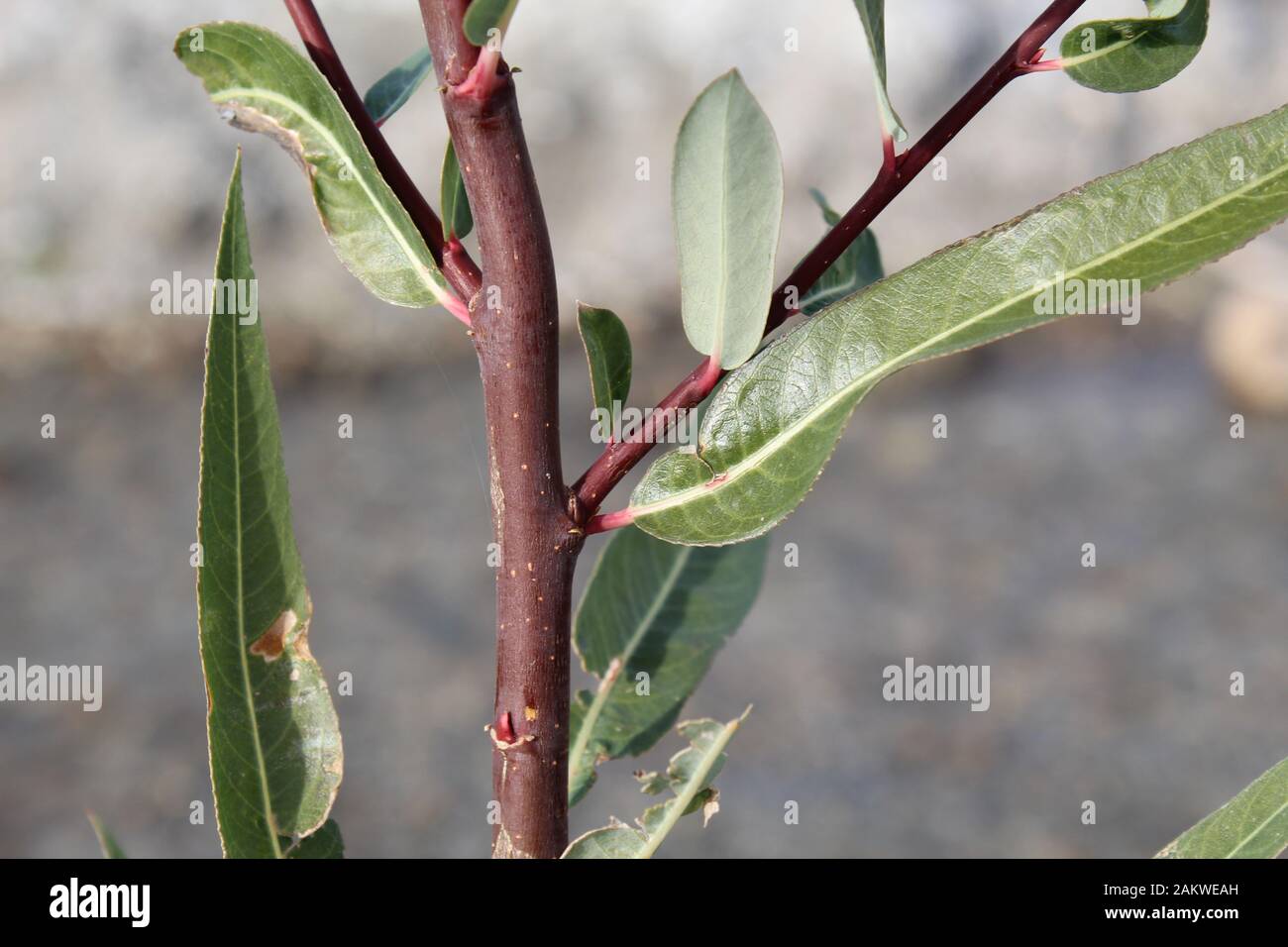 Red Willow, Salix Laevigata, in den Riparien am Mission Creek Preserve heimisch, wo sich die Wüsten Colorado und Mojave Vermischen. Stockfoto