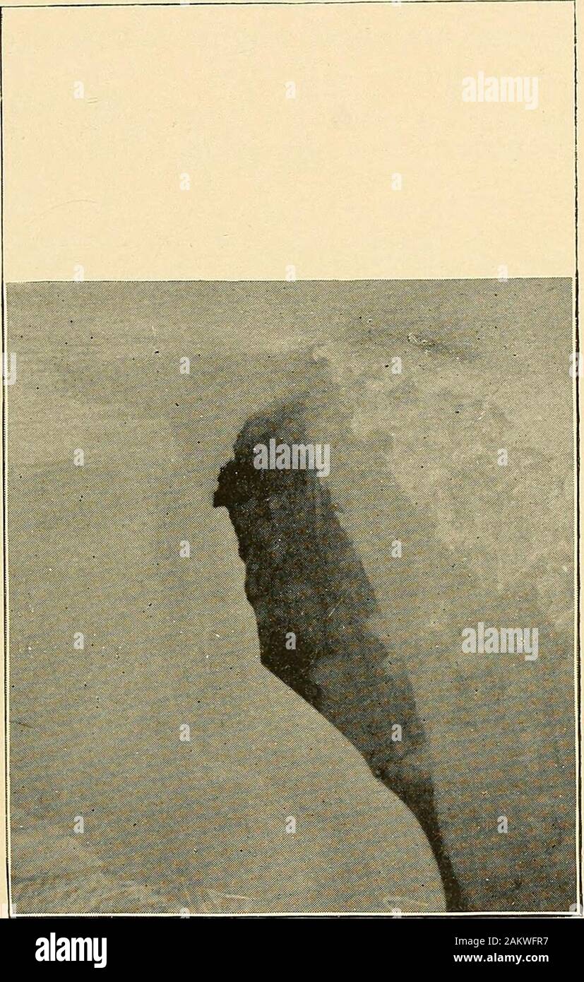 Nordwärts über den grossen Eis: eine Erzählung des Lebens und der Arbeit an den Ufern und auf den inneren Eiskappe des nördlichen Grönland in den Jahren 1886 und 1891-1897, mit einer Beschreibung der kleinen Stamm von Smith Sound Eskimos, der Nördlichste die Menschen in der Welt, und ein Bericht über die Entdeckung und die Heimat der Saviksue oder große Cape York Meteoriten. h mich für entlang Zeit verwirrt, wenn ich endlich einen Grund für believ-ing, dass es durch die Ablagerung von Schnee in der nördlichen Ende von Grönland Z^y die Eddy, verursacht durch die Pause in der Gletscherspalte verursacht wurde. Theten Meilen Umweg zum Stockfoto