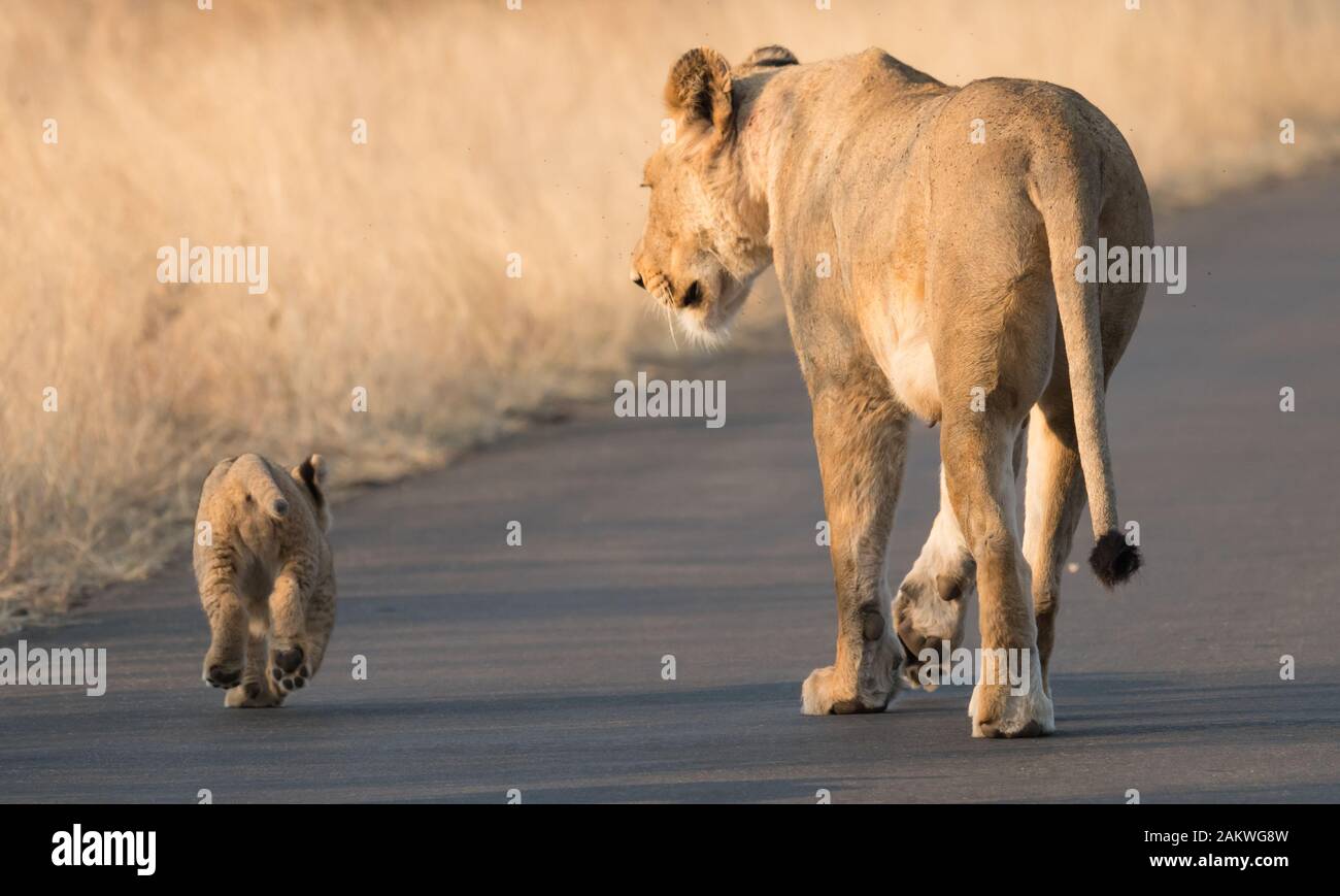 Eine Löwin und ihr Jungtier gehen im weichen Morgenlicht von der Kamera auf einer Straße im Kruger Nationalpark, Südafrika, weg Stockfoto