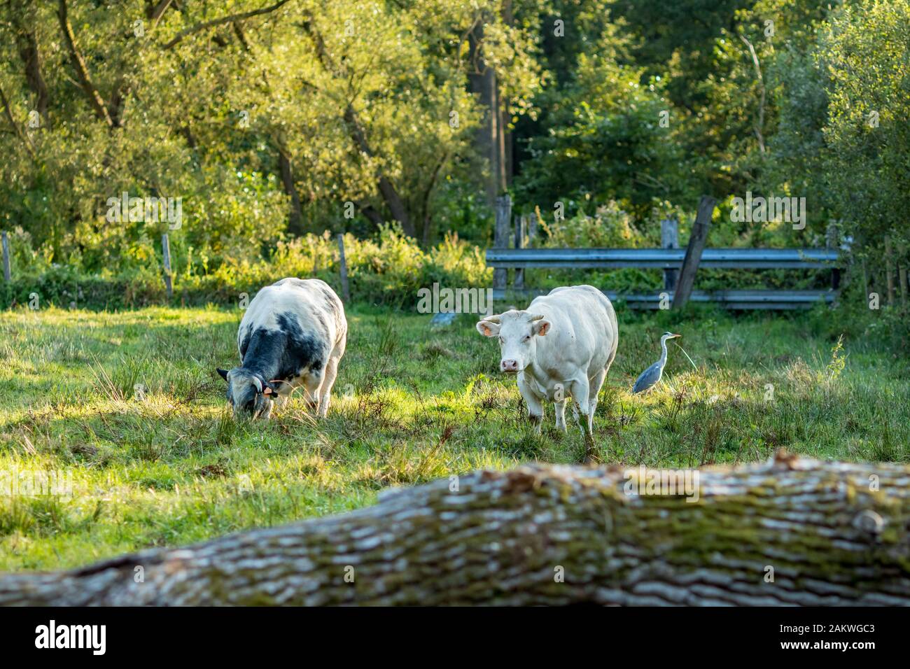 Belgische Blaue Kühe, spezielle Fleischbrühe auf Rasenfeld und verschwommener Reihervogel neben ihnen, am sonnigen Tag, Flämischer Teil, Belgien, Europa Stockfoto
