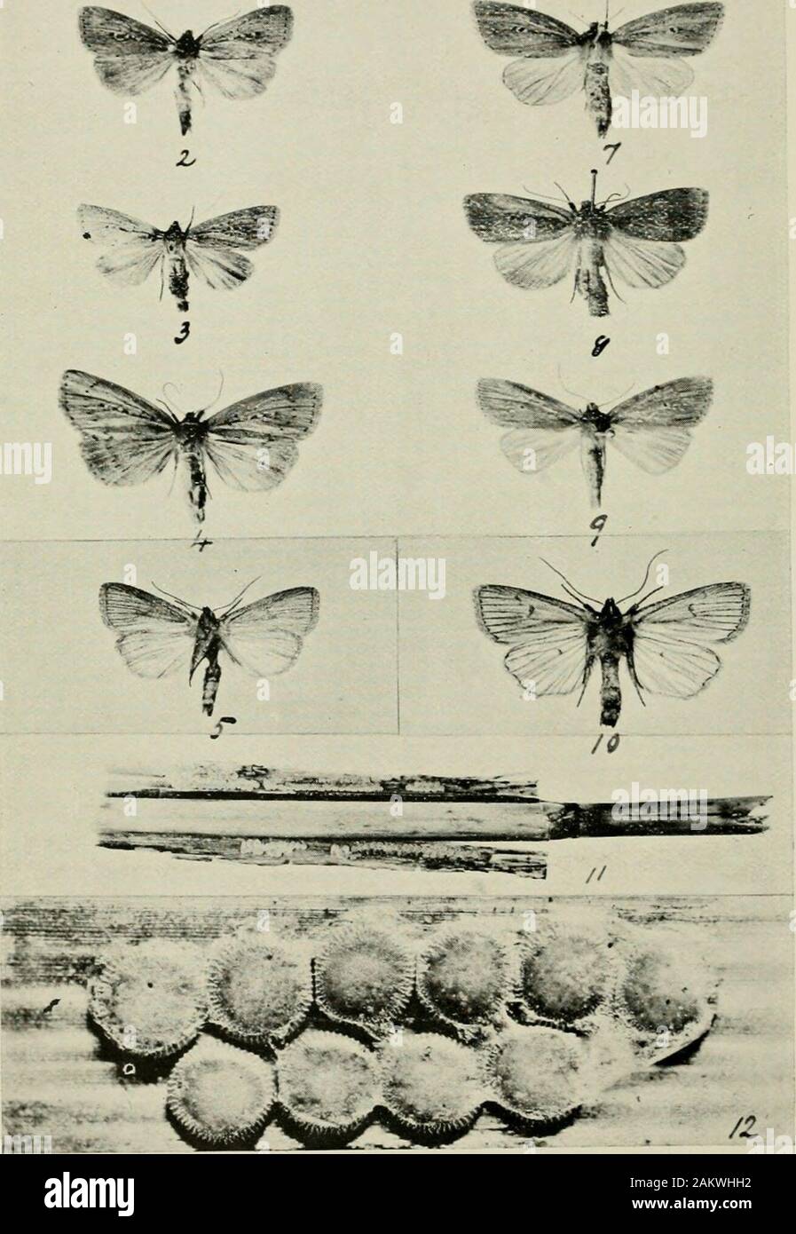 Der Entomologe und Journal von Variation. ab etwa 5 Prozent erhöht. In 1890-1 vermerkt, auf etwa 20 Prozent, stellte in diesem Jahr. Eine Reihe von schwarzen Boarmia repan - Daten von Knowsley, Gassen, und ein männlicher Porthesia Imilis von Simons - Holz, ohne die schwarzen Flecken auf dem hindmargin der Vorderflügel; ein Reihe von Peronea pemiutana aus Wallasey, Herr Mansbridge. ® Diese Aussage geht es um viel. Es schlägt die Paarung von Olive specimenseither gefunden Wilde oder in Gehegen, und eine tatsächliche Familie Unterschied in diesen larvaecompared mit tdose aus normal gefärbten Eltern und eine weitere Su Stockfoto