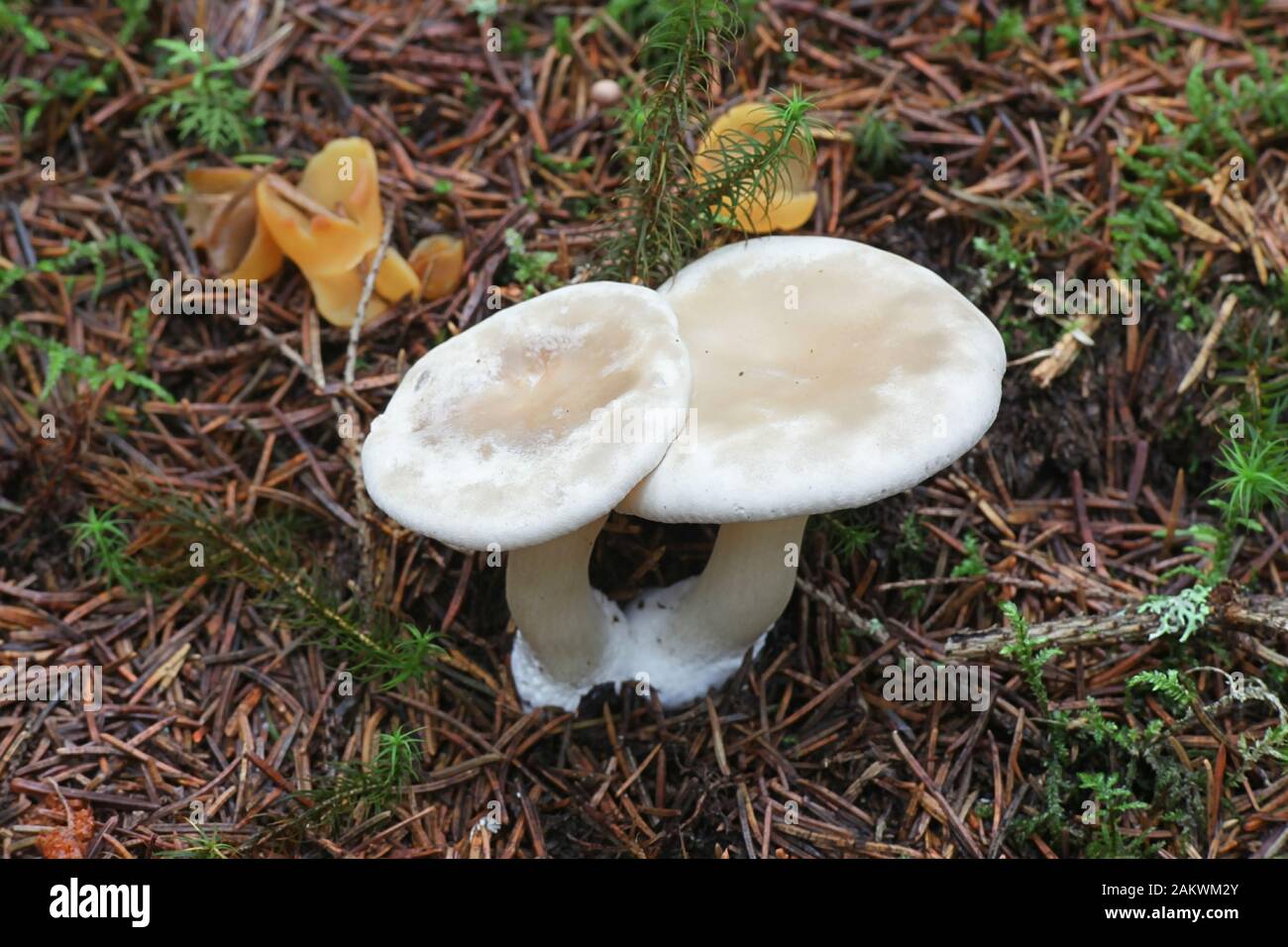 Clitopilus prunulus, wie Miller oder das bries Pilz bekannt, wilde essbare Pilze aus Finnland Stockfoto