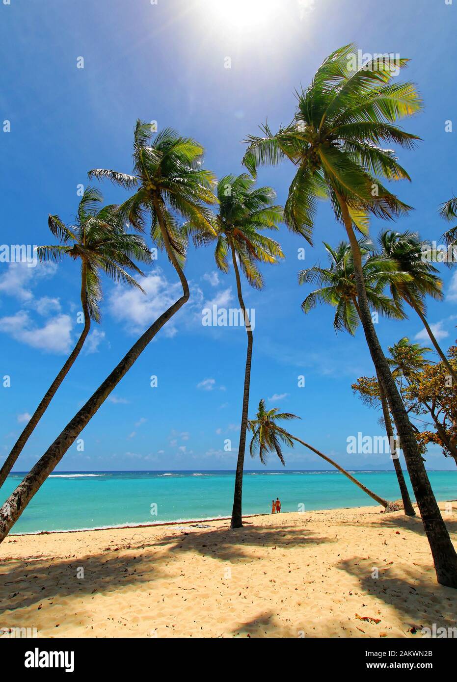 Twisyted Kokospalmen in Capesterre Beach Marie galante, französische Antillas Stockfoto