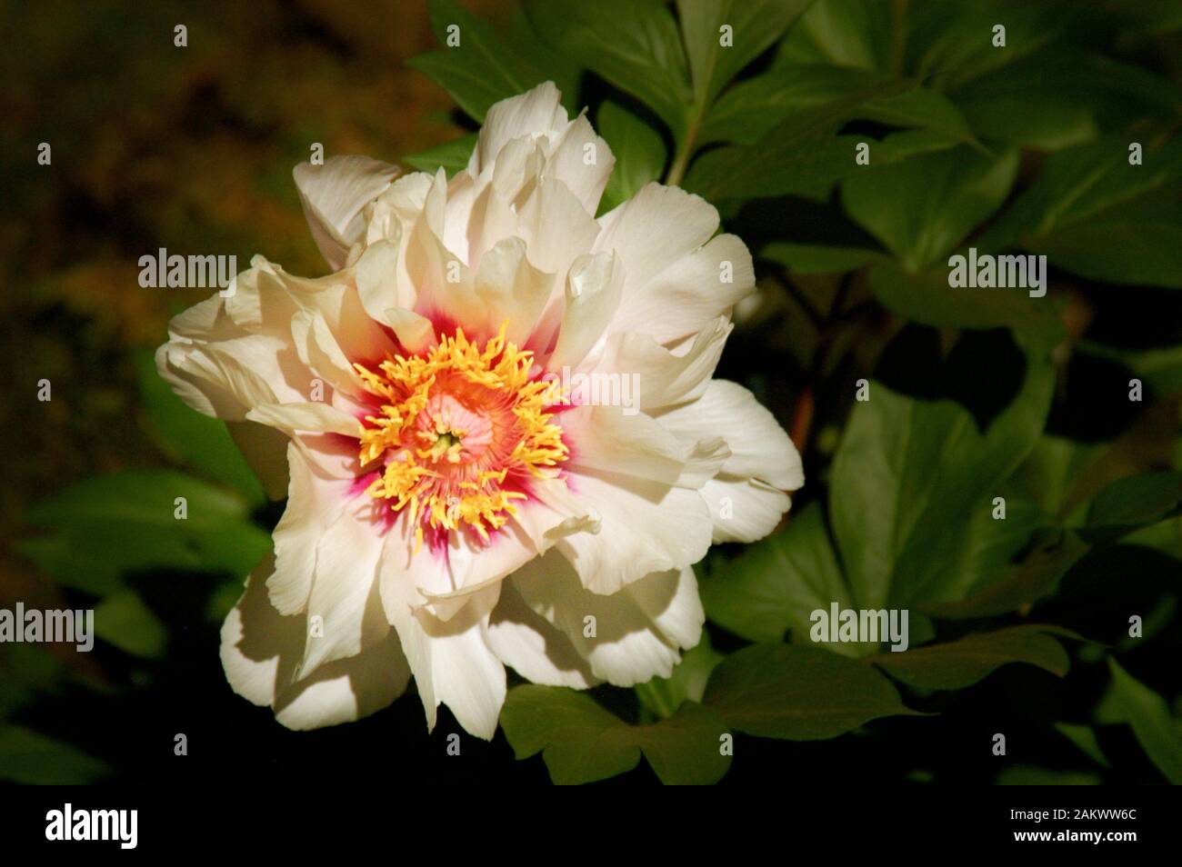 Nahaufnahme eines peinigen, hübschen weißen peinigen Blossums außerhalb der Mitte und gute Beleuchtung Stockfoto