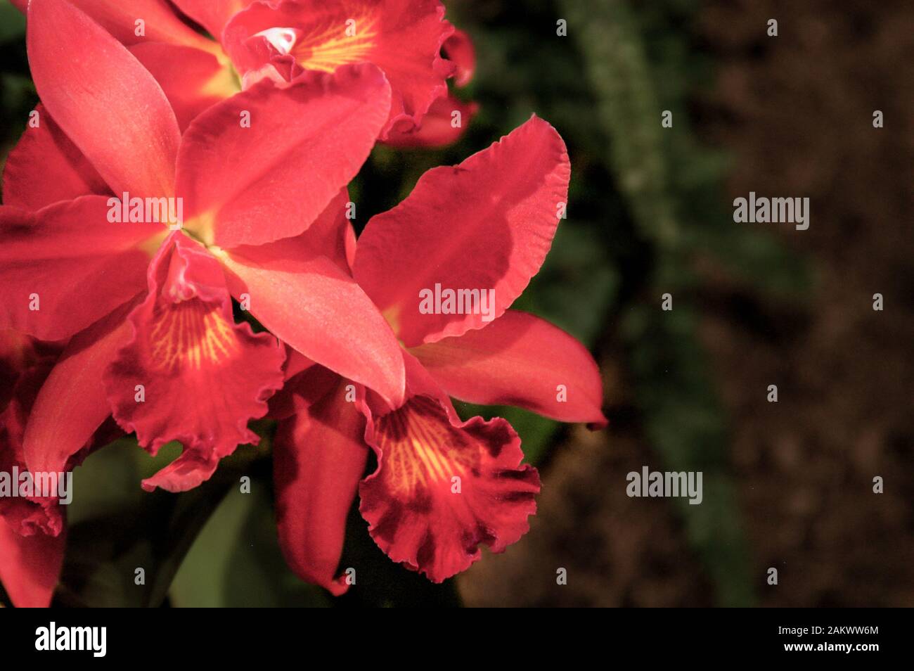 Die orangefarbene Orchideengruppe außerhalb der Mitte ist mit weichem Hintergrund nah Stockfoto