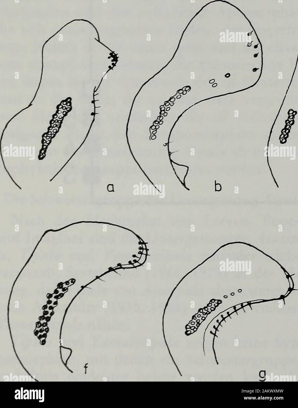 Niederländischen Zeitschrift für Entomologie. Hinterrand des 9. Tergits unbedornt. Verwandtschaftliche Beziehungen innerhalb derUntergattung Großeinteilung Tipula eine Reihe von Arten läßt sich aufgrund vonfast identischem Bau der id leicht zu Gruppeneinander nächstverwandter Arten zusammen-fassen, z.B. oleracea-ortentalis; kleinschmidti-Mediterranea; soror soror - soror mashona; zimhabwensis - bicolor; flagellicurta - suhap-Tera-lourensi - eumecacera - capnioneura. Eidonomische Merkmale sind in diesen Grup-pen mosaikartig verstreut und zur Abgrenzungderselben unverwendbar. Deshalb werdener sieauch nicht werden. Stockfoto