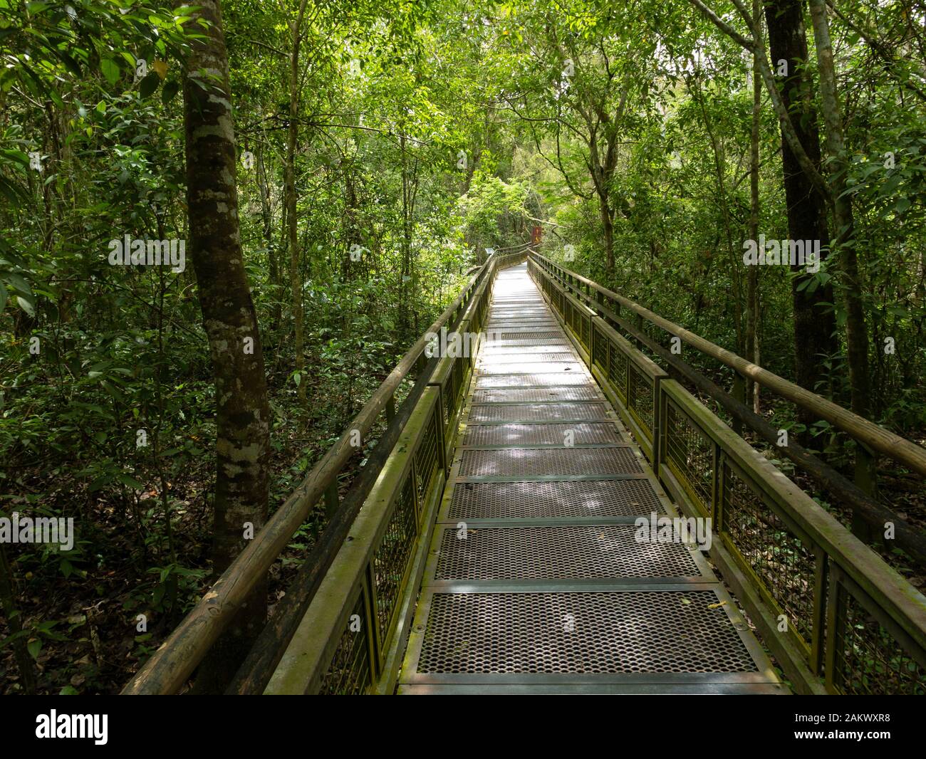 Fußweg zu Wasserfällen, Iguazu National Park, Misiones, Argentinien. Stockfoto