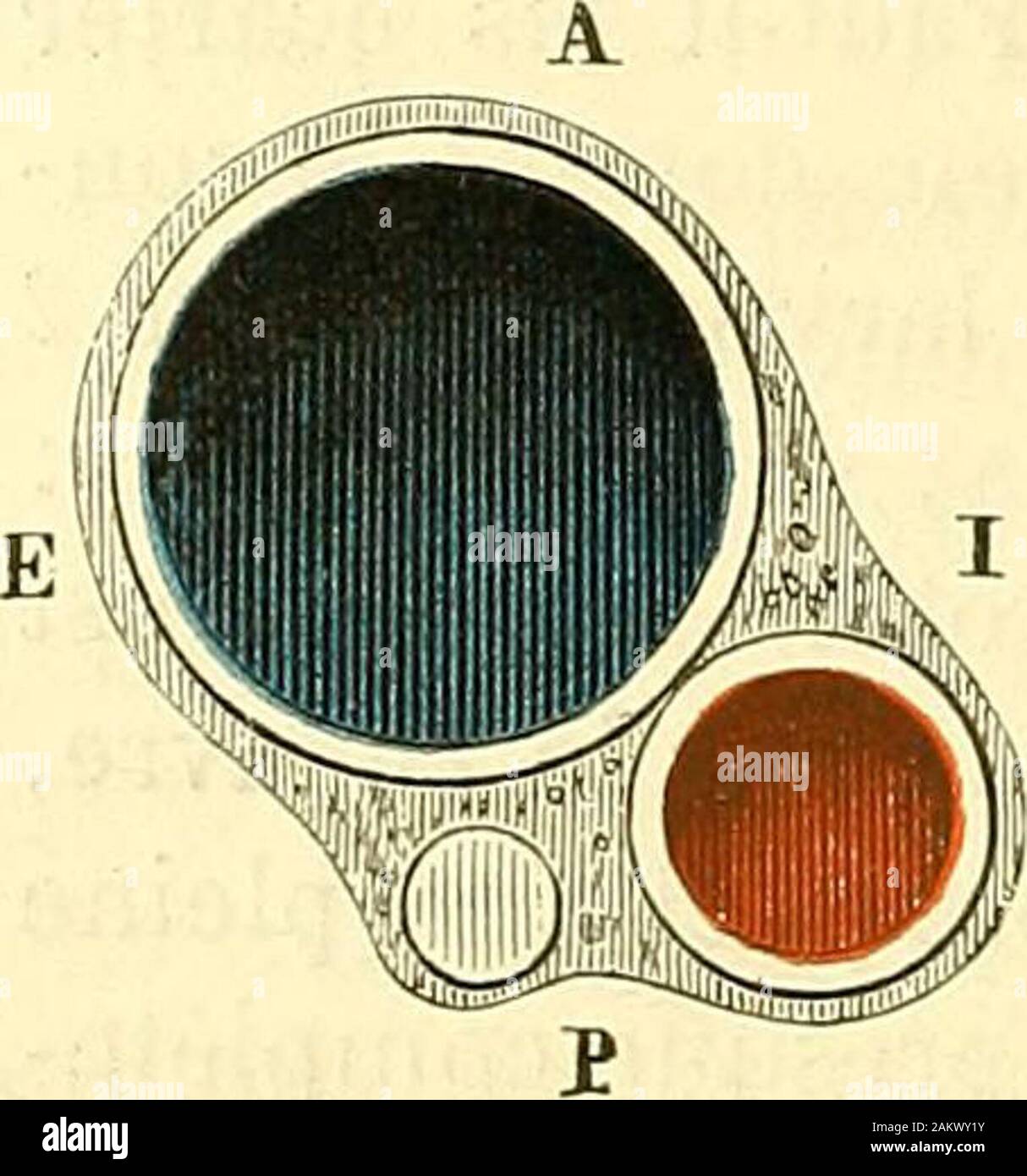 "Traité d'anatomie topographique avec Anwendungen à la Chirurgie. pose sur les Tuberkeln antérieurs des apophyses desvertèbres Maildienst cervicales, où Lon pourrait essayer de la comprimer en Cas de plaie. Je signalerai spécialement Le tubercule de la sixième vertèbre, plus volumi- Neux que les autres, appelé par Ghassaignac tubercule carotidien, à Ursache dupoint de repère précieux Quil fournit lorsque les Rapporten des Parteien mollesont été altérés. Le nerf pneumogastrique est situé en arrière des Deux vaisseaux, Dans lécar - tement quils laissent entre eux. Il est dans la même gaine et Presqu Stockfoto