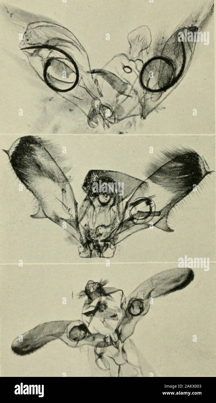 Der Entomologe und aufzeichnen Journal der Variation. Vol. XX. Platte VIIl.. 3. Genitalien der Arten von Marasmarcha. Abb. 1.-M. asiatica. Abb. 2.-M. oigantea. Fi&lt; Ich. 3.-M.-lun^ edactyla. Die entomologen Datensatz, etc., 1908. ANTHROCERA AOHILLE ^E. 78 Anthrocera Achilleas, Esp., die in der britischen Liste. Durch E. A. COCKAYNE, F.E.S. Im Oktober 1907 erhielt ich von Herrn W. Renton, wie Anthrocerapiirpiiriilis, einige Exemplare einer Anthrocerid nicht tome, dass Arten zu sein scheinen. Auf einen Vergleich mit den in der BritishMuseum, fand ich, dass Sie sicherlich nicht purpuralh var.internipta waren A. Stockfoto