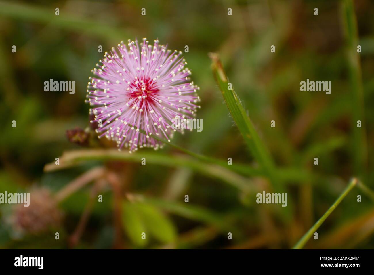 Mimosa pudica Blume aus Masinagudi, Mudumalai-Nationalpark, Tamil Nadu - Karnataka-Staatsgrenze, Indien. Berühren Sie mich nicht blühende Pflanze. Stockfoto