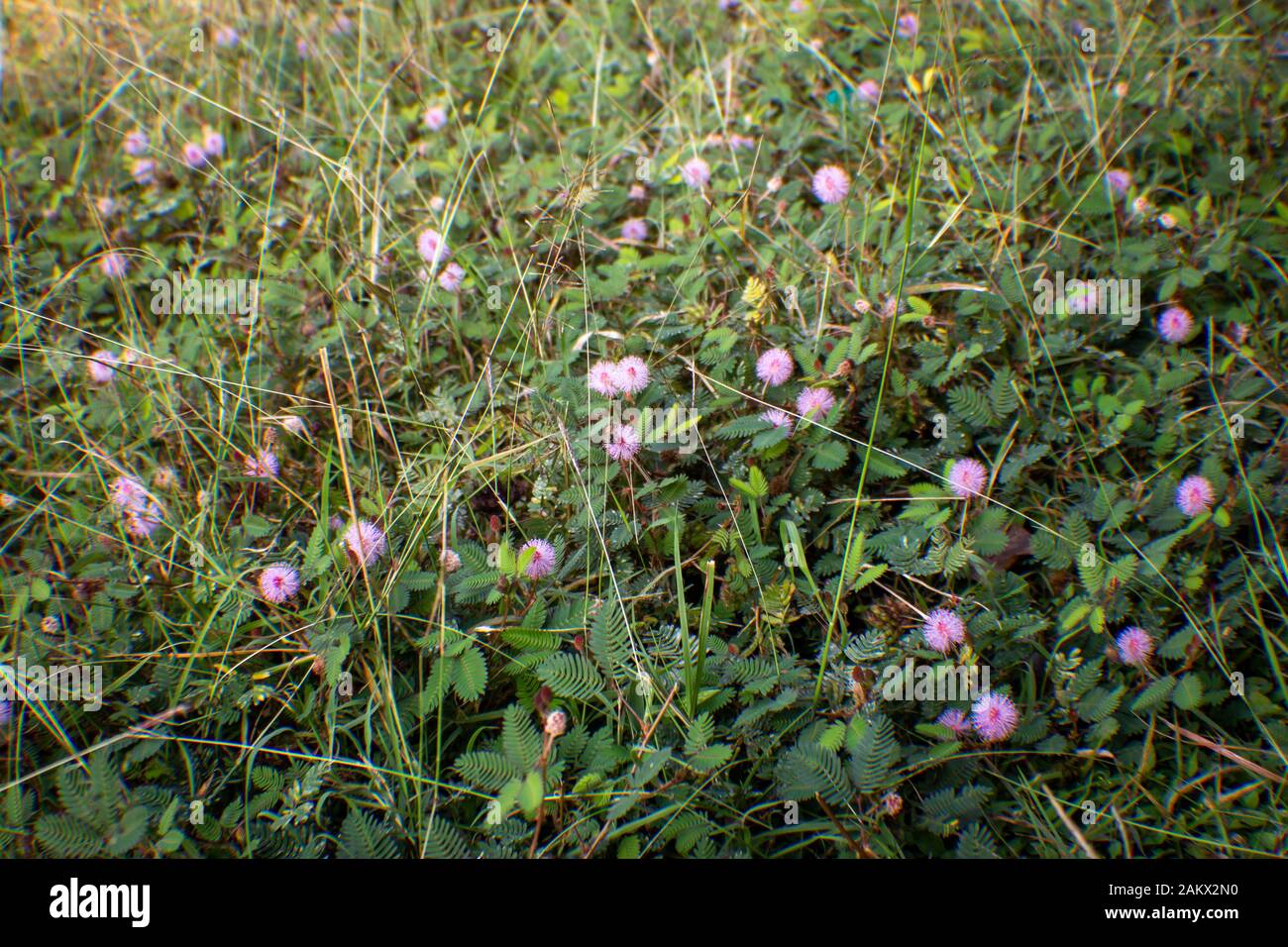 Mimosa pudica Blume aus Masinagudi, Mudumalai-Nationalpark, Tamil Nadu - Karnataka-Staatsgrenze, Indien. Berühren Sie mich nicht blühende Pflanze. Stockfoto