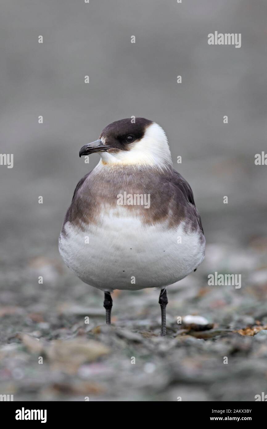 Schmarotzerraubmöwe/parasitäre Skua/parasitäre Jaeger (Eulen parasiticus) in der Tundra im Sommer Stockfoto