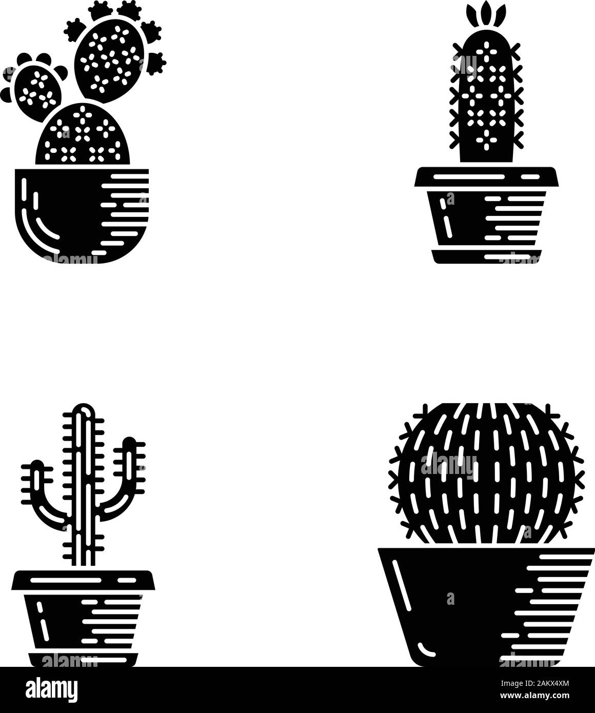mammillaria camptotricha cv. bru Mammillaria camptotricha  Serres Lavoie