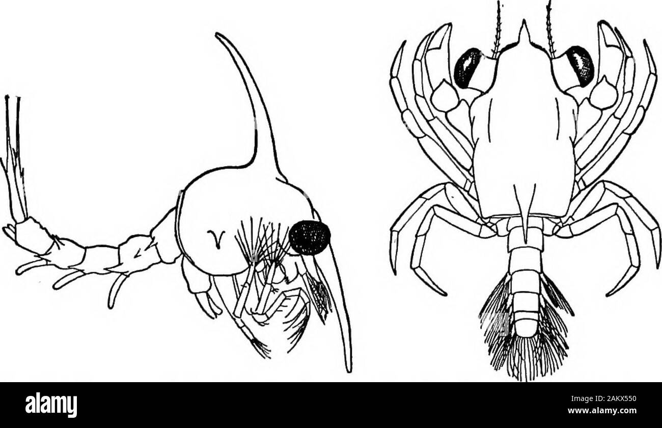 Die erste Lektion in der Zoologie: für den Einsatz in Schulen angepasst. imming Füße von thehind Körper. Die jungen (Abb. 88) sind mit der Form der Erwachsenen, nicht durch eine Reihe von Sünde - linienverkehr Änderungen geschlüpft, eine Metamorphose, so wie die meisten shrimpsand Krabben genannt. Sie schwimmen in der Nähe von der Oberfläche bis etwa oneinch Lange, danach verbleibenden oder nahe an der Unterseite. Hummer, nachdem fast Erwachsen, probablymoults aber einmal, im Hochsommer. Wenn Sie über die 86 ERSTEN UNTERRICHT IN ZOOLO und Y. Molt, oder seine Haut gegossen, der Schirm Splits aus seiner Hinterbeine edgeas weit wie die Basis der Schnabel, wo es zu festen in s Stockfoto