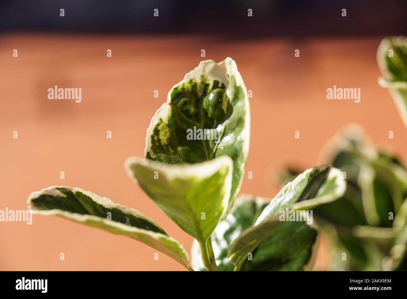 Radpaar aus einem Güterwagen auf Schienen. Radsystem mit Federn. Stockfoto