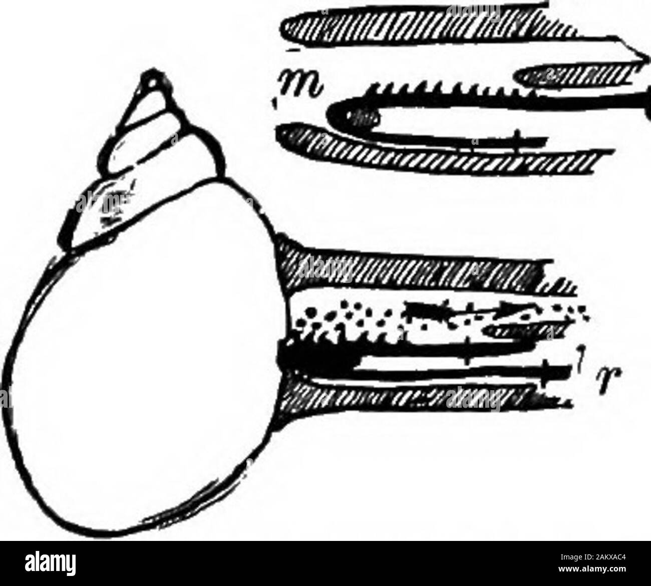 Die erste Lektion in der Zoologie: für den Einsatz in Schulen angepasst. Fio. 77. - Mund - Teile des thepond-Schnecke ragte, t, Zunge, Ij, seitliche Zähne; j, Kiefer; r, hustet, oder mehrsprachige Rib-bon. Abb. 78.-Sea-Schnecke [Sycotypus) langweilig in eine Shell. Ein, Mund (m) in Ruhe, die Schlagleisten (r) einfahren - ed; B, Mund againsta Shell gedrückt, r, die schlagleisten Segelfliegen overs Sehne wie eine Riemenscheibe und Fil-ing ein Loch in die Schale; thearrow Punkte in die Kehle. Schleim, und wo eine Schnecke geht es dahinter ein Train-ing schleimige Spur, die schnell trocknet. Man kann leicht sehen, wie Teich - Schnecken essen, indem Sie den Ein Glas Wasser, ein Gefäß Stockfoto