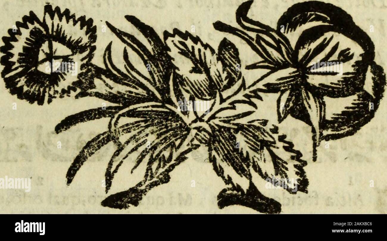 L'Olivastro, overo, Il Poeta sfortvnato: poema fantastico. che lAgna il chiufo Ouile, EI Tugurio il Pattar van defiando; Cosi fra lombre Il fuo-Bel Sol deporto, Diriuederlohinelalbòr difpofto. HiVelociiUmo Jafcia afflitto intanto, LOhuaftro Gentil, iHuom venerato; Sembra Conca del Mar chedacqua Piena, Quafi Bambolo Balbo, in Preda al Pianto, Pro über diffeti il Peregrino fianco. Darbori efpofta 600-850 vna opaca Schenna, Hi di Gigli palufth Ornato il fianco, E li Zefiro fatto il Recitante, Sofpirando Adriatik bacia Le piante. Balbettando fauella inordinato. Ne tofto Egli ha dAttica menfa Il vanto, Che ri Stockfoto