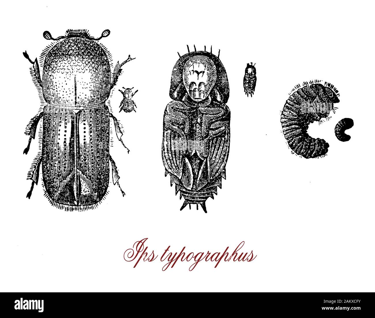 Ips typographus oder Europäische Fichte Borkenkäfer ist ein rüsselkäfer in die innere Rinde der Bäume und breitet sich schnell über große Bereiche reproduzieren. Es Feed von toten Pflanzen wieder wesentliche Nährstoffe für das Ökosystem Stockfoto