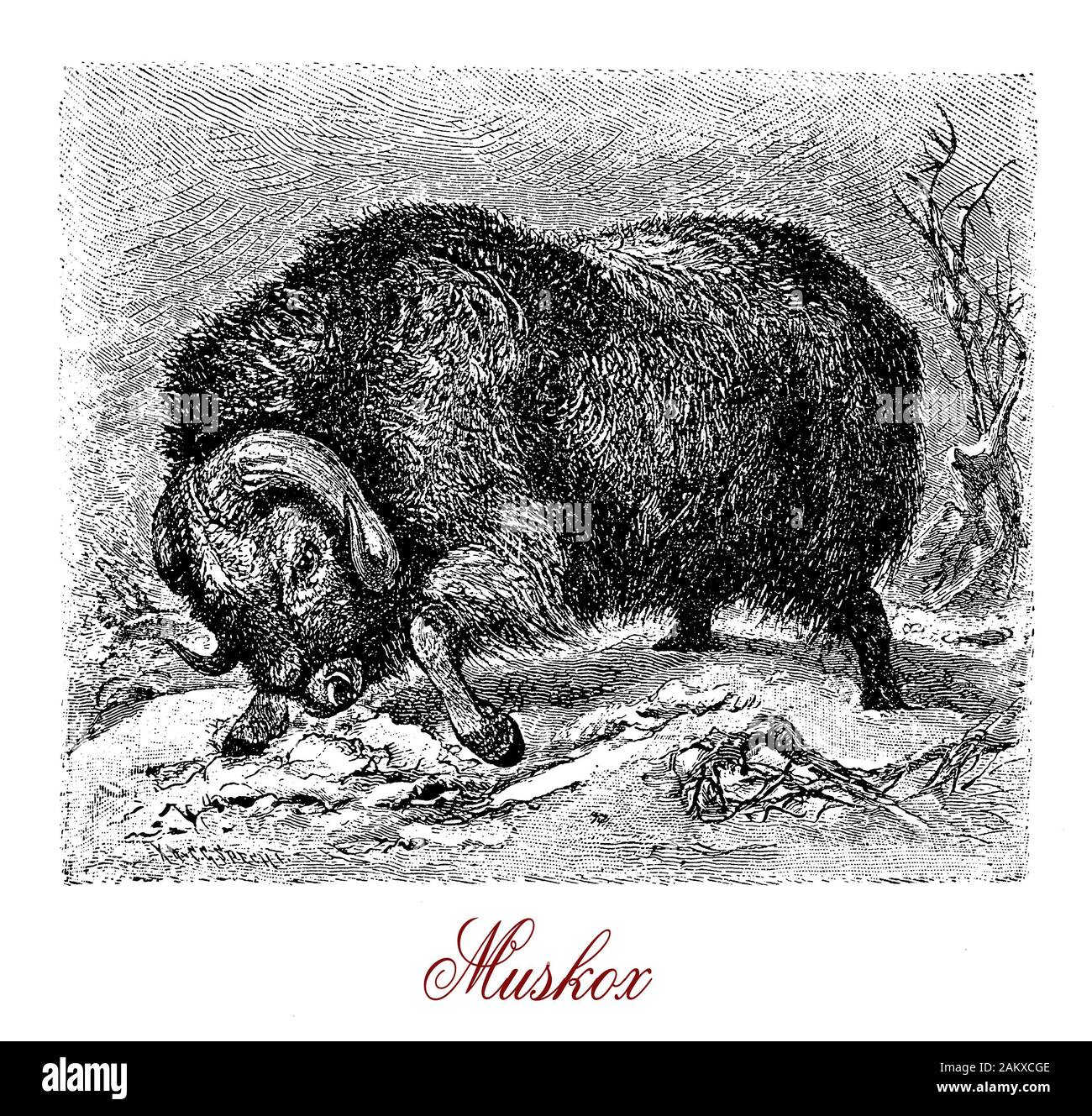Muskox ist eine arktische Huftiere Säugetier eng mit Schafen und Ziegen mit lange gebogene Hörner und dickem Fell bezogen; das Männchen hat einen charakteristischen moschusartigen Geruch verwendet Weibchen während der Paarungszeit zu gewinnen Stockfoto
