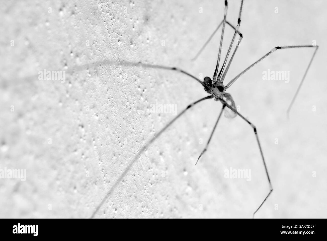 Daddy-long-legs-Spinne an einer weißen Wand. Stockfoto