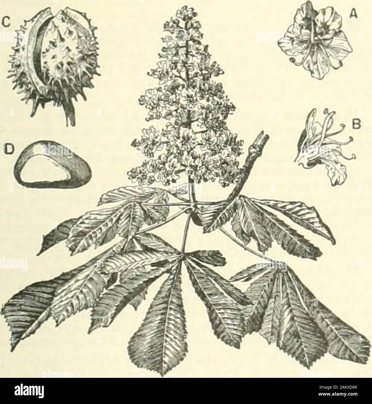 Nouveau Larousse illustré: Wörterbuch universel encyclopédique. igne appelée Marron. -Admin. Kader contenant Un certain Nombre de numé-ros à chacun desquels entsprechen un-Marron et Destiné, dans les industries Insassen Personal der Vereinten Nationen, nombreux àcontrôler la présence, par Entrées et Sorties, des Manageme; yés. - Encycl. Bot. Les Marronniers [aescuhis) sind originairessoit de la région indo-Unwohlsein, soit de lAmérique duNord. Auf en connaît une Quinzaine despèces. La plus Inté-ressante est le marronnier dInde (cesculus hippocas - tanum), originaire Sans Doute des Balkan, qui peut attein-dre 30 mètres Stockfoto