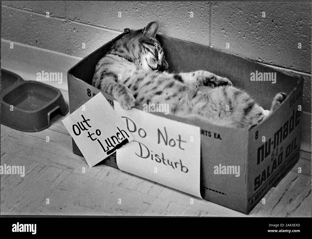 Dies ist Norris die ältere Katze warten in Redding CA verabschiedet werden aber noch immer seinen Schlaf - Alte Tri-X Stockfoto