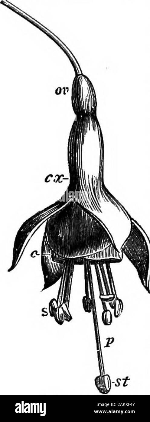 Wie Kulturpflanzen growA Abhandlung über die chemische Zusammensetzung, die Struktur und die Lebensdauer der Anlage, für alle Studenten der Landwirtschaft.. . S Rot oder Weiß in Fuchsia, obwohl generallyit grün ist. Wenn es besteht aus mehreren unterschiedlichen verlässt, sind sie berufen, kelchblätter. Der Kelch ist oft klein und unscheinbar. In manchen Fällen fällt es weg wie eine Blume öffnet. In den Fuchsia it-Firma - hält sich an seiner Basis zu den Fruchtknoten ly und ist divid-/Ed in vier Nocken. Tbe Corolla, (Krone), c, ca, ist ein oder mehrere Blätter, die innerhalb der Kelch befindet. Es ist in der Regel von einigen anderen als einen Grünen Stockfoto