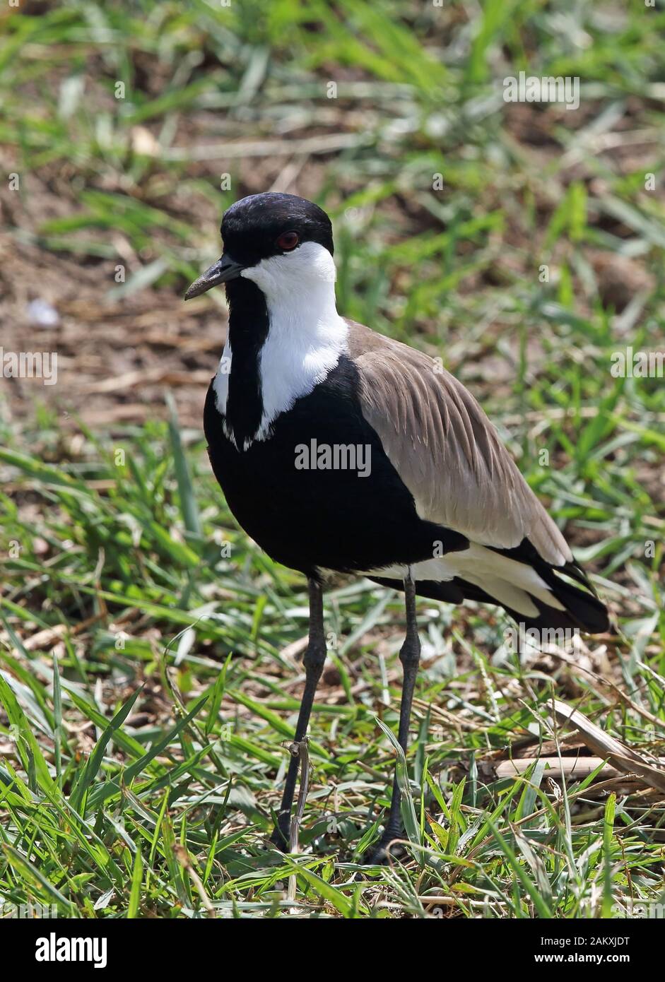 Sporngeflügelter Lapwing (Vanellus spinosus) Erwachsener, der im November im Grass Queen Elizabeth National Park in Uganda steht Stockfoto